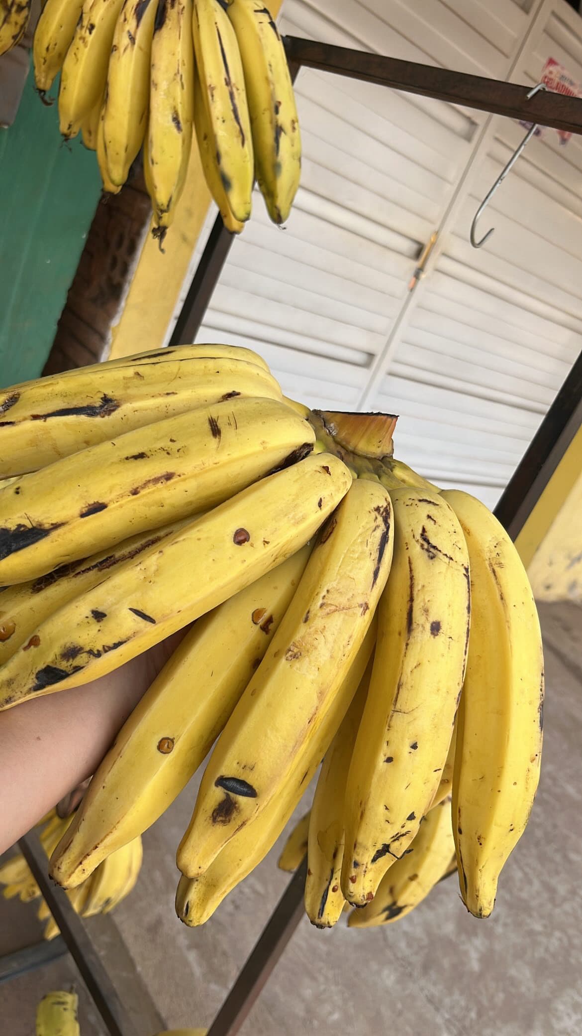 Banana Prata 1*